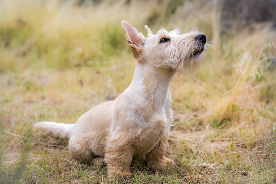 Unwanted Noise: How Tinnitus Symptoms Can Affect Your Life